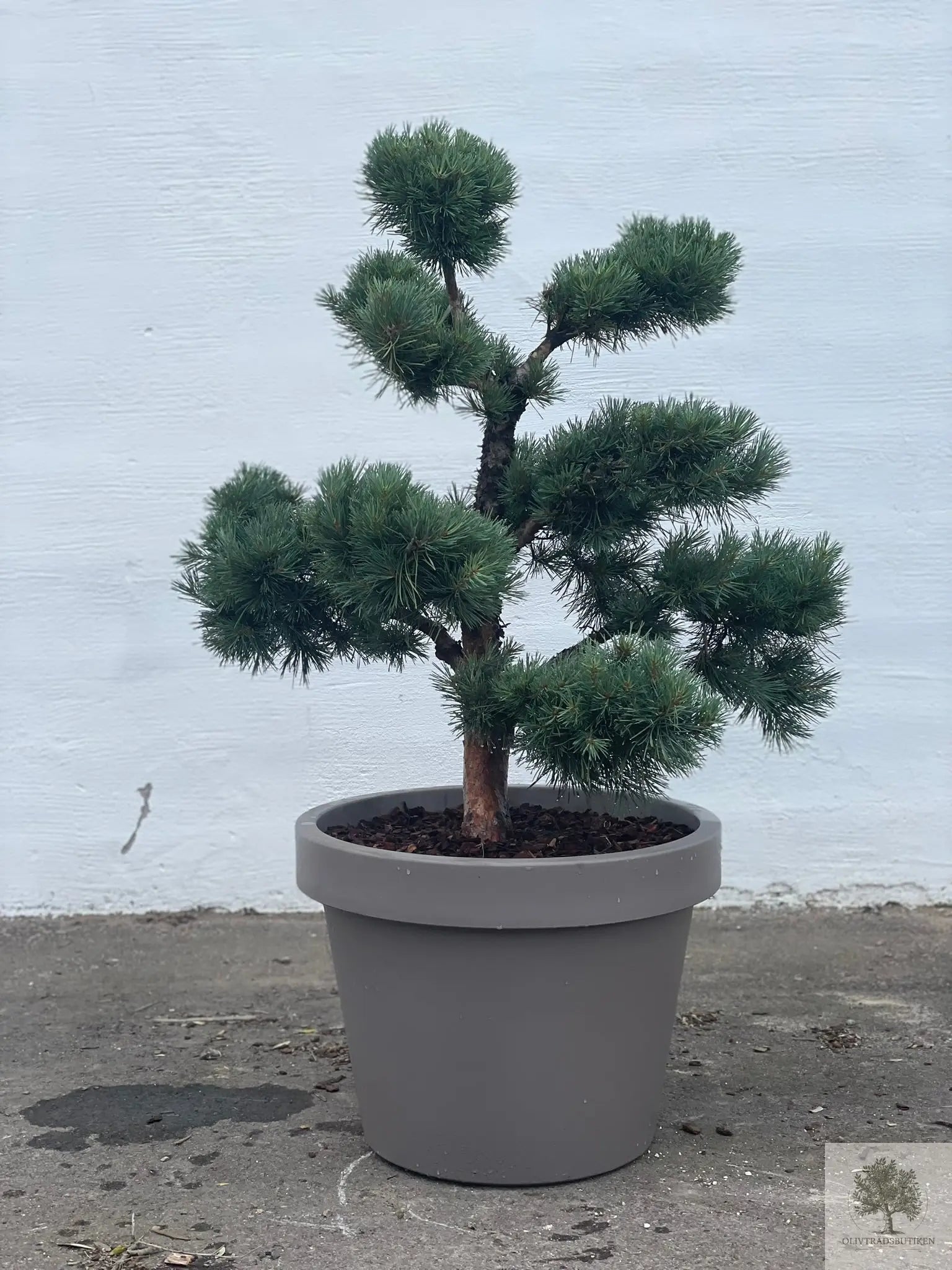 Dvärgtall tålig barrväxt - Pinus Silvestris Watereri - Bonsai 180 cm (Kopia) Olivträdsbutiken