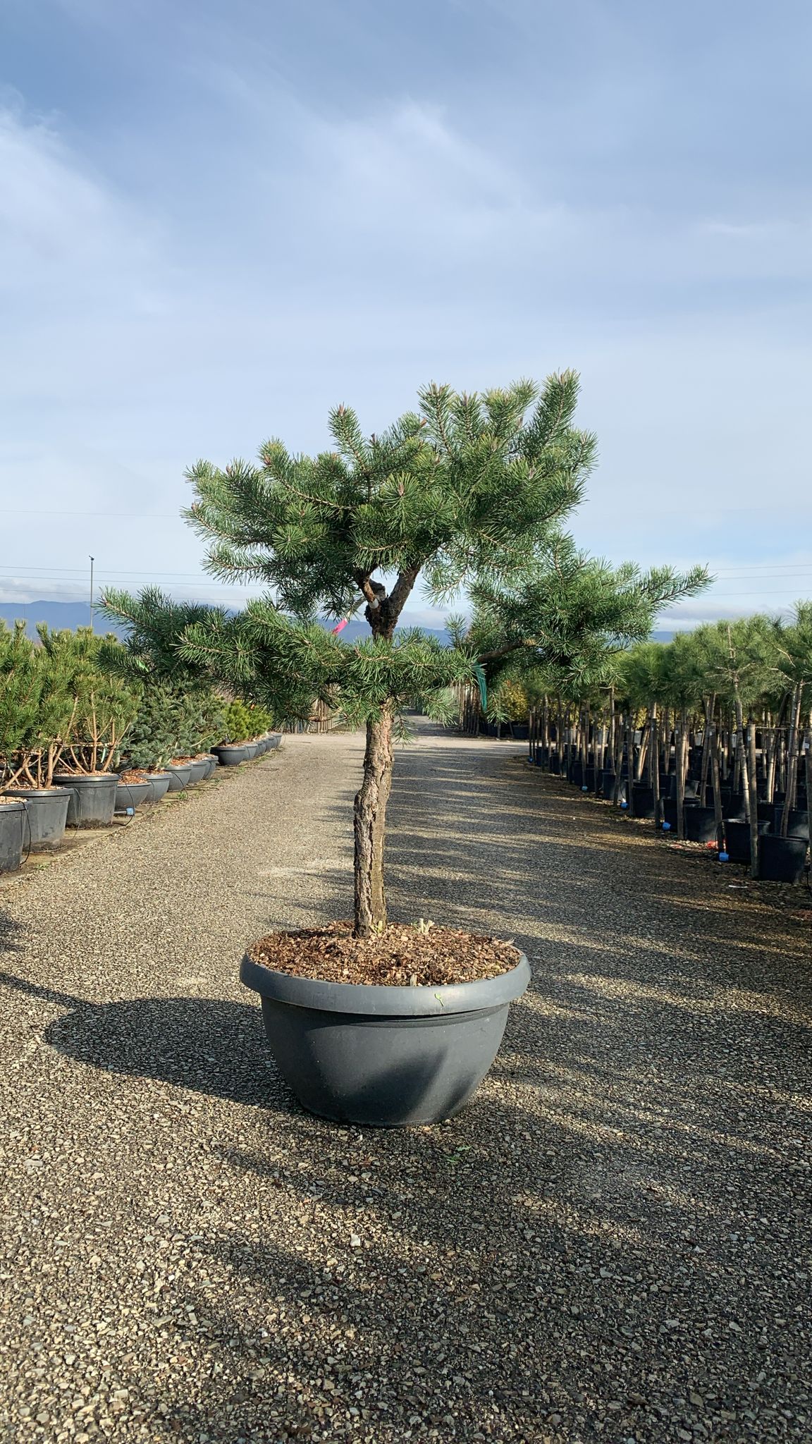 Barrträd i kruka - Pinus Silvestris Watereri - 1,8 m