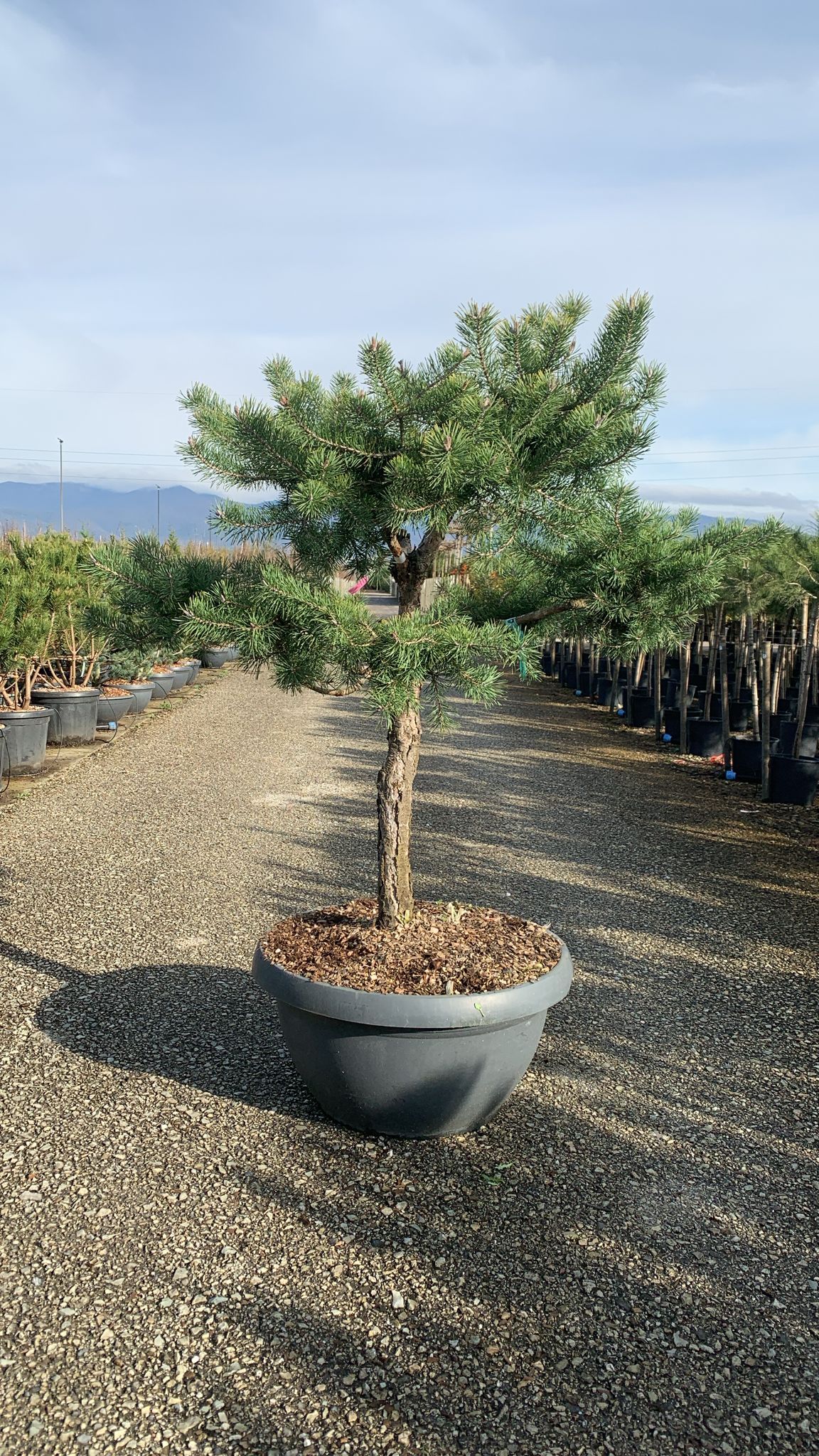 Barrträd i kruka - Pinus Silvestris Watereri - 1,8 m