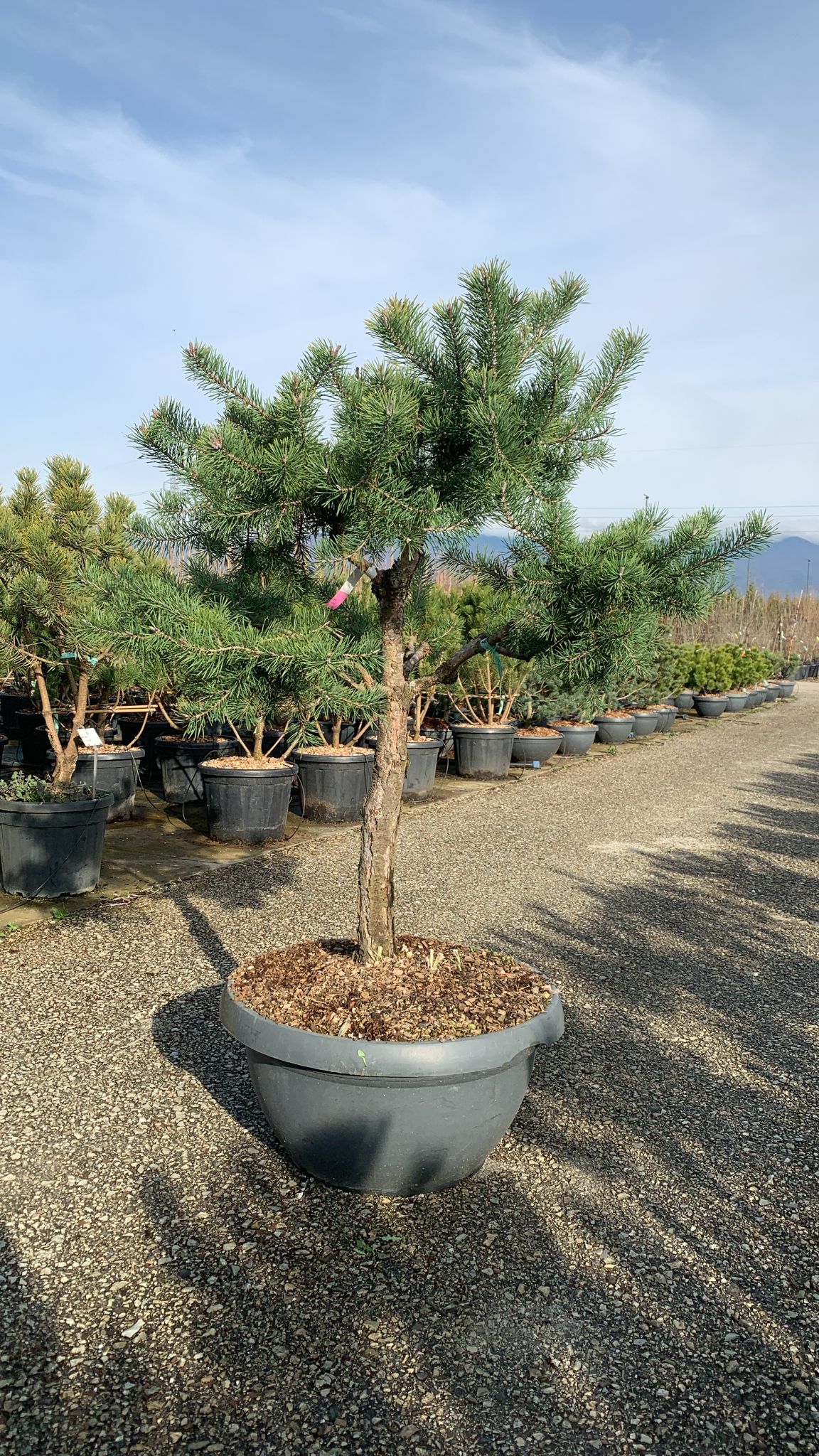 Barrträd i kruka - Pinus Silvestris Watereri - 1,8 m