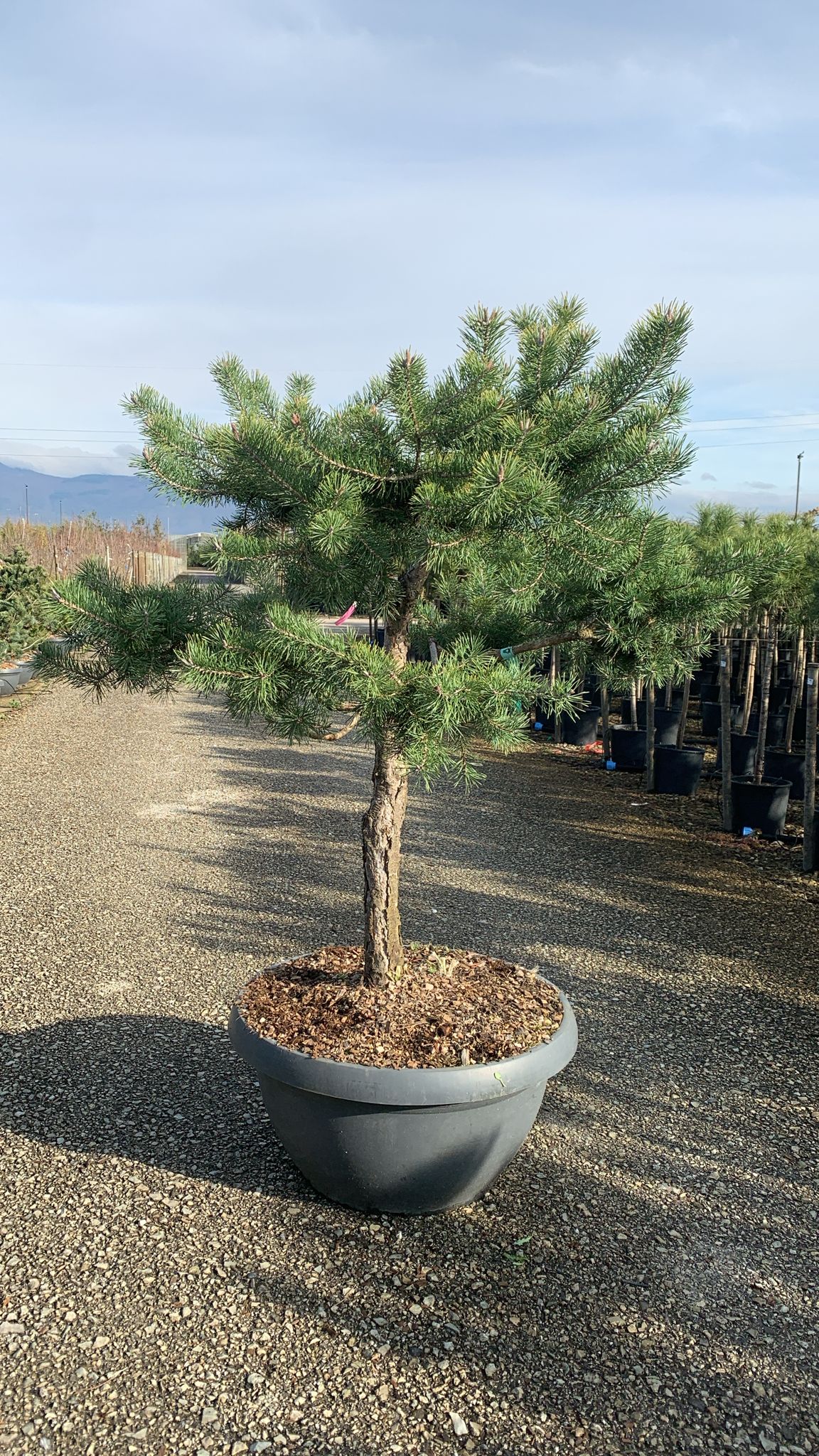 Barrträd i kruka - Pinus Silvestris Watereri - 1,8 m