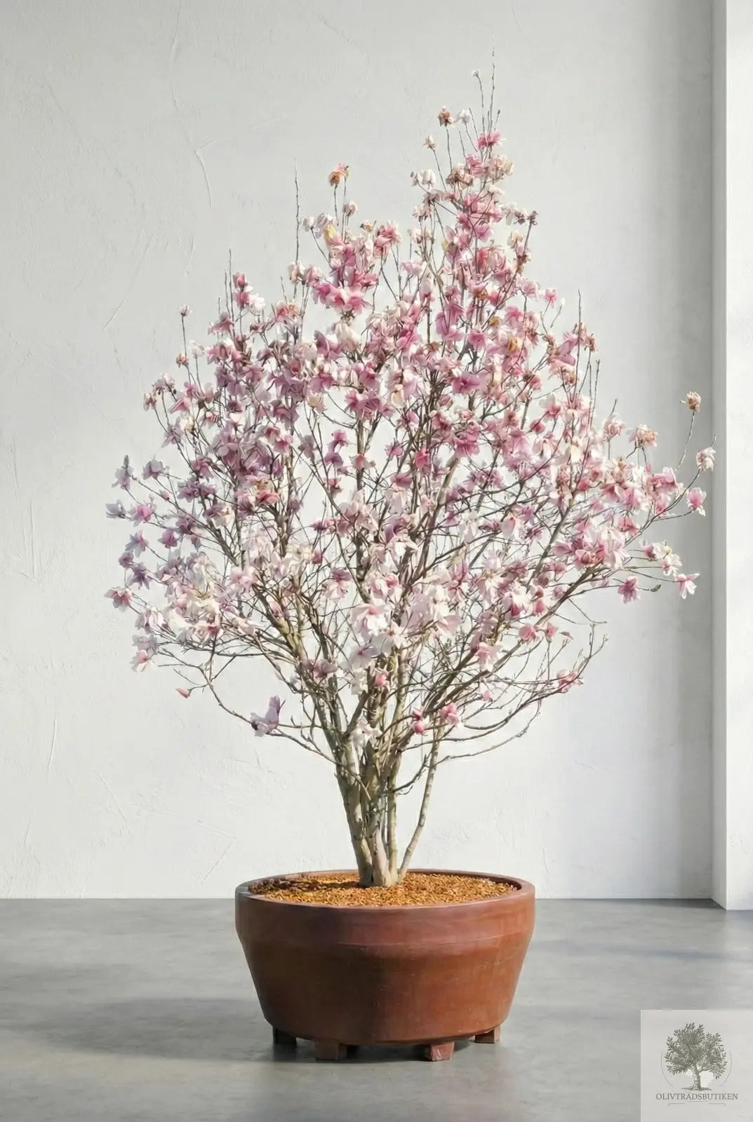 Prakt Magnolia – Stort exemplar - Magnolia soulangeana