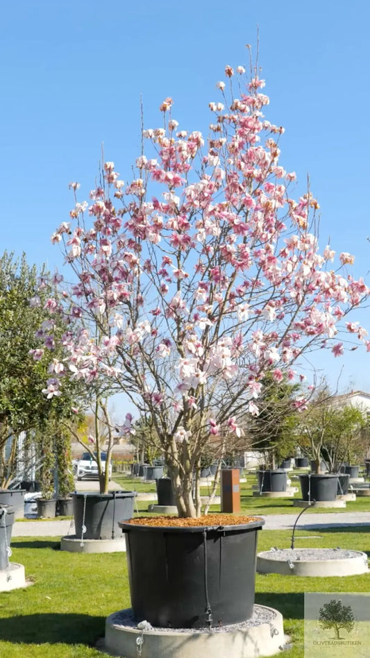 Prakt Magnolia – Stort exemplar - Magnolia soulangeana