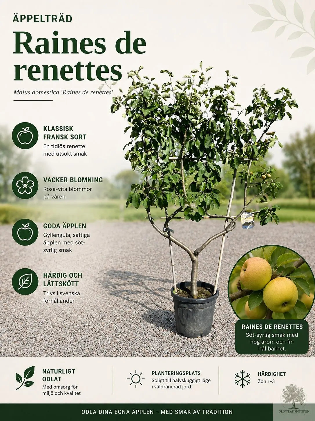 Äppleträd på spaljé– ‘Reines des Reinettes’  – 200 cm