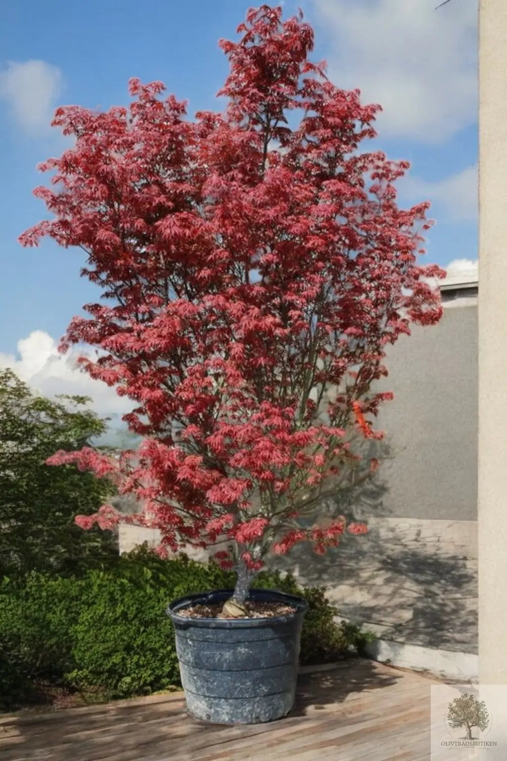 Japansk lönn - stor - Acer palmatum atropurpureum - 175 cm Olivträdsbutiken