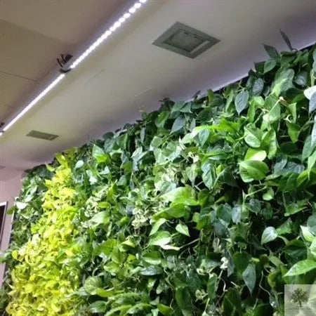 SPOT-WALL 60-120 cm LED-armatur för växtväggar 120° Olivträdsbutiken