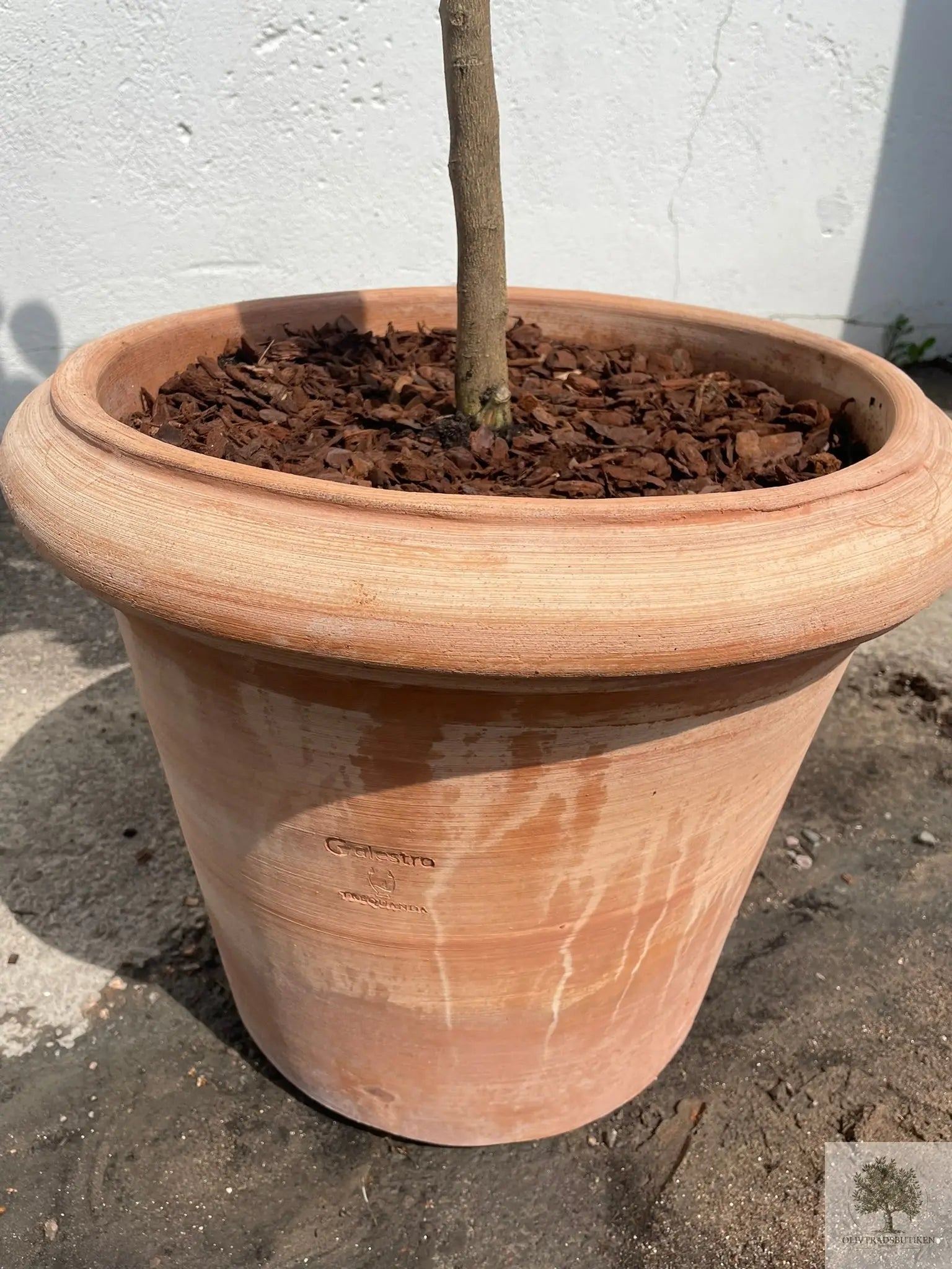 Kruka Terrakotta - Milano -  50 cm diameter - 41 cm höjd Olivträdsbutiken