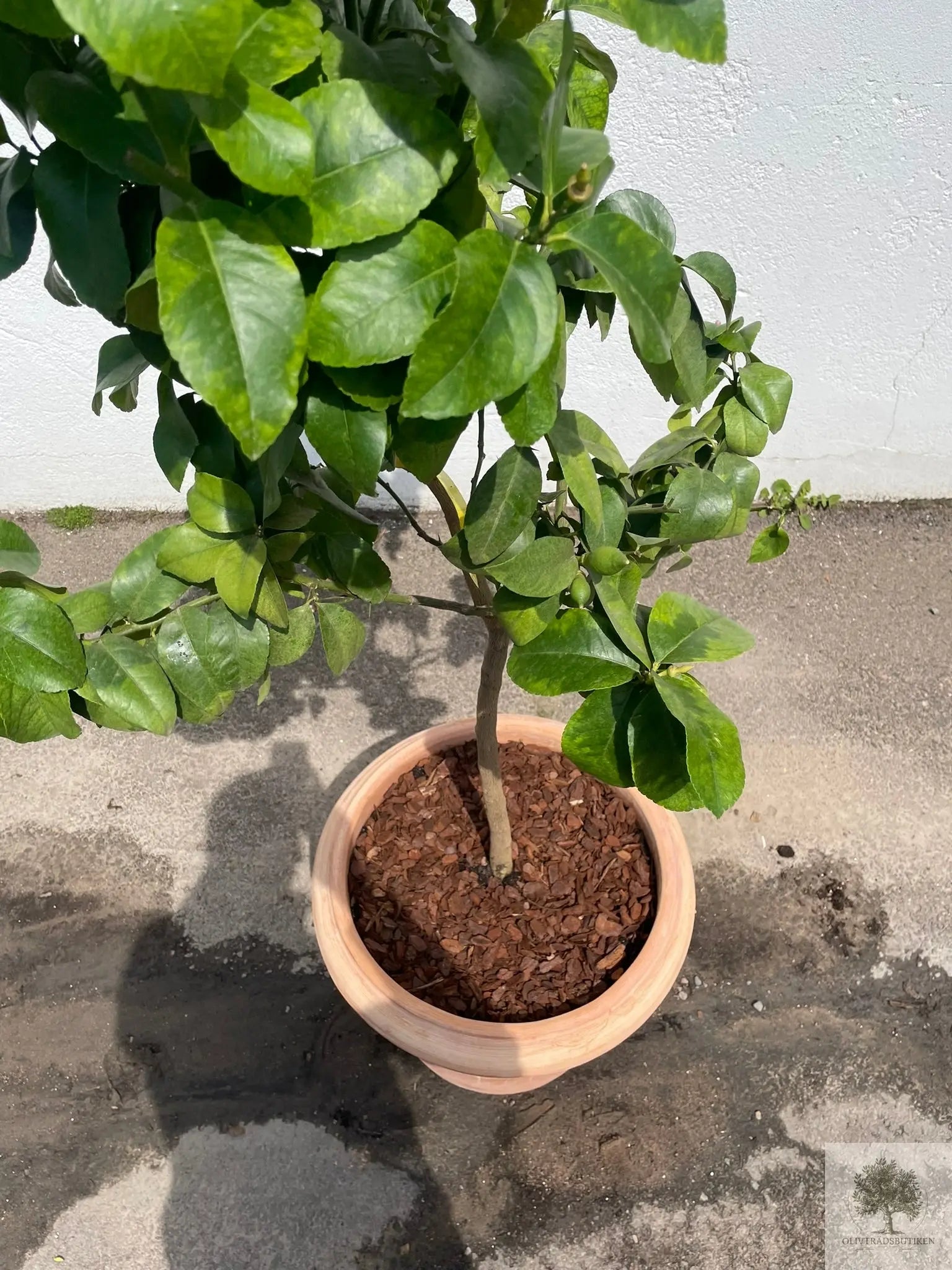 Kruka Terrakotta - Milano -  50 cm diameter - 41 cm höjd Olivträdsbutiken
