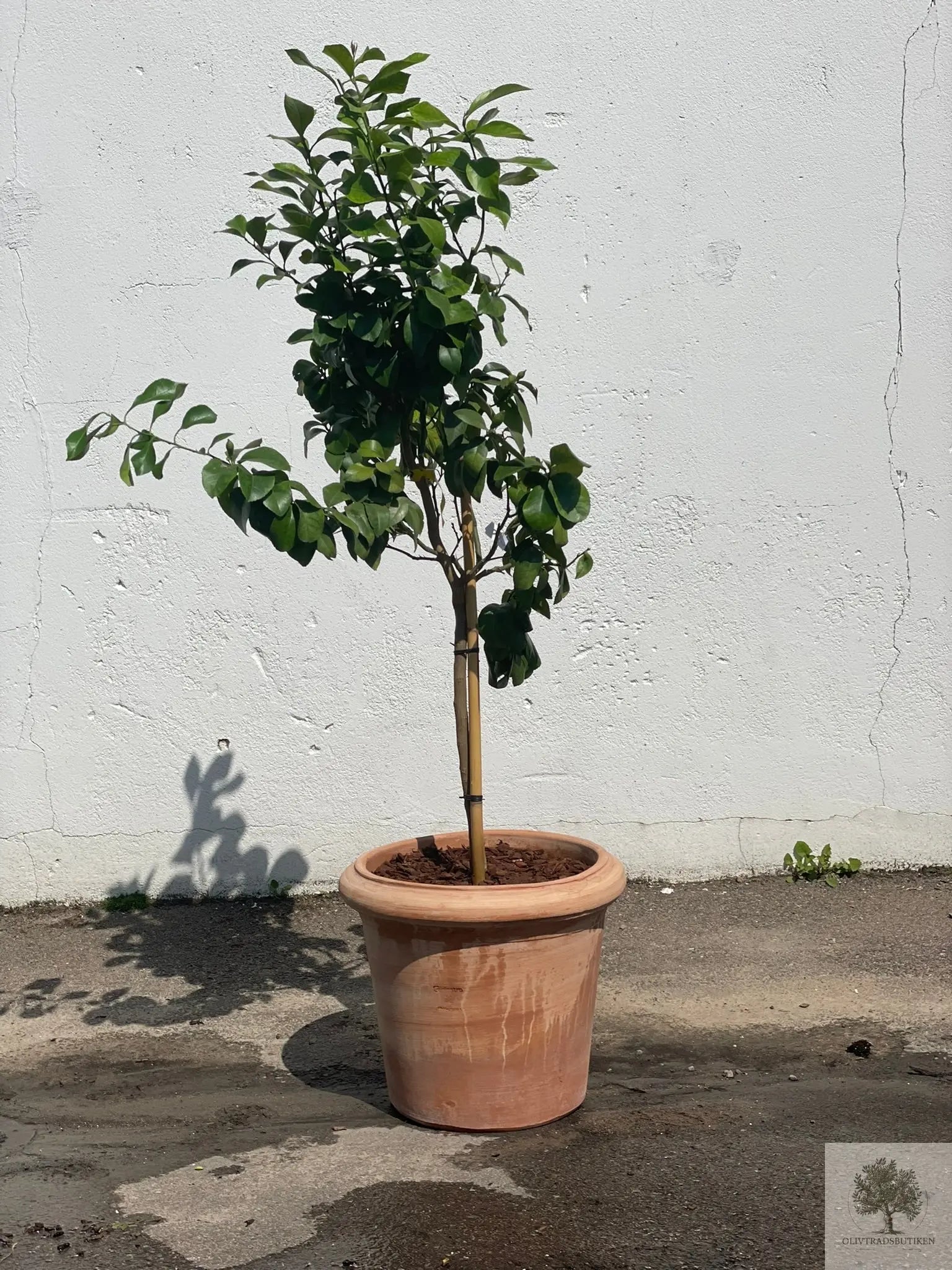 Kruka Terrakotta - Milano -  50 cm diameter - 41 cm höjd Olivträdsbutiken