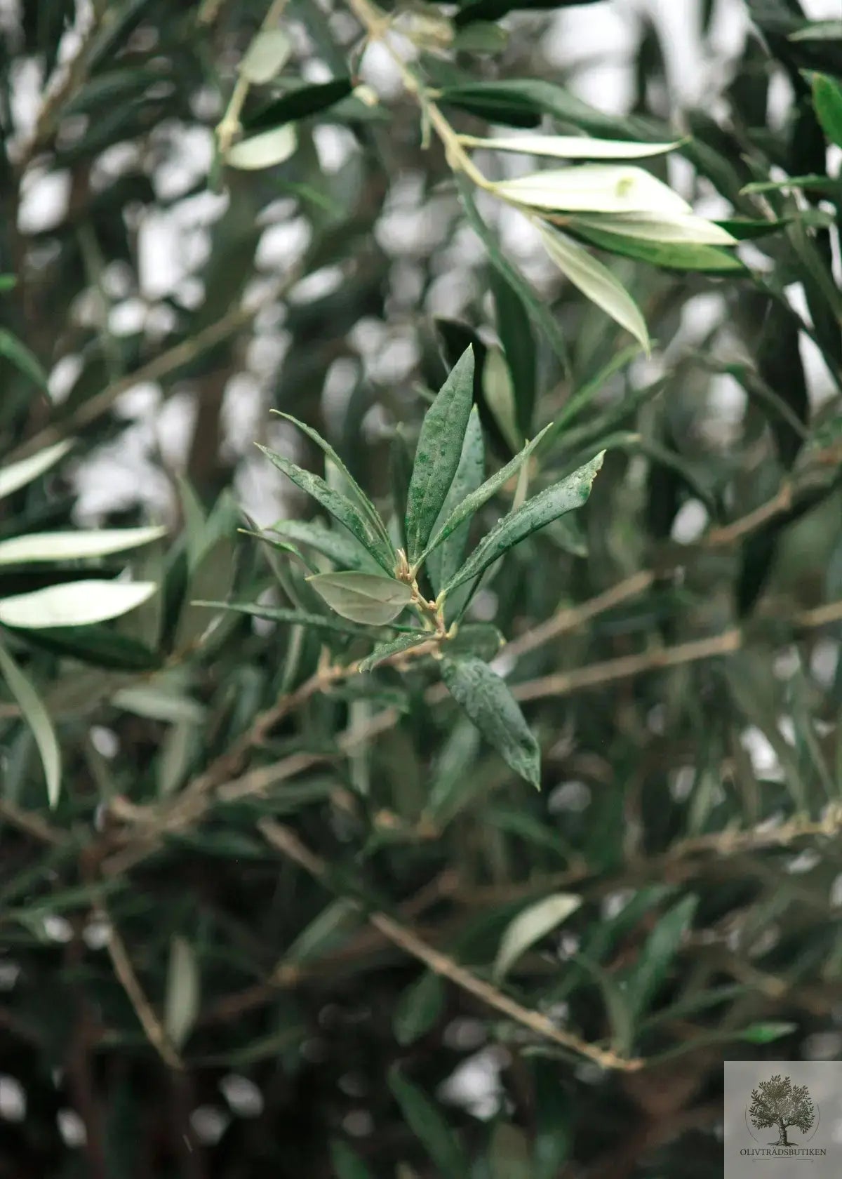 Oliventre 30 år plantet i vingård Oliventrebutikk