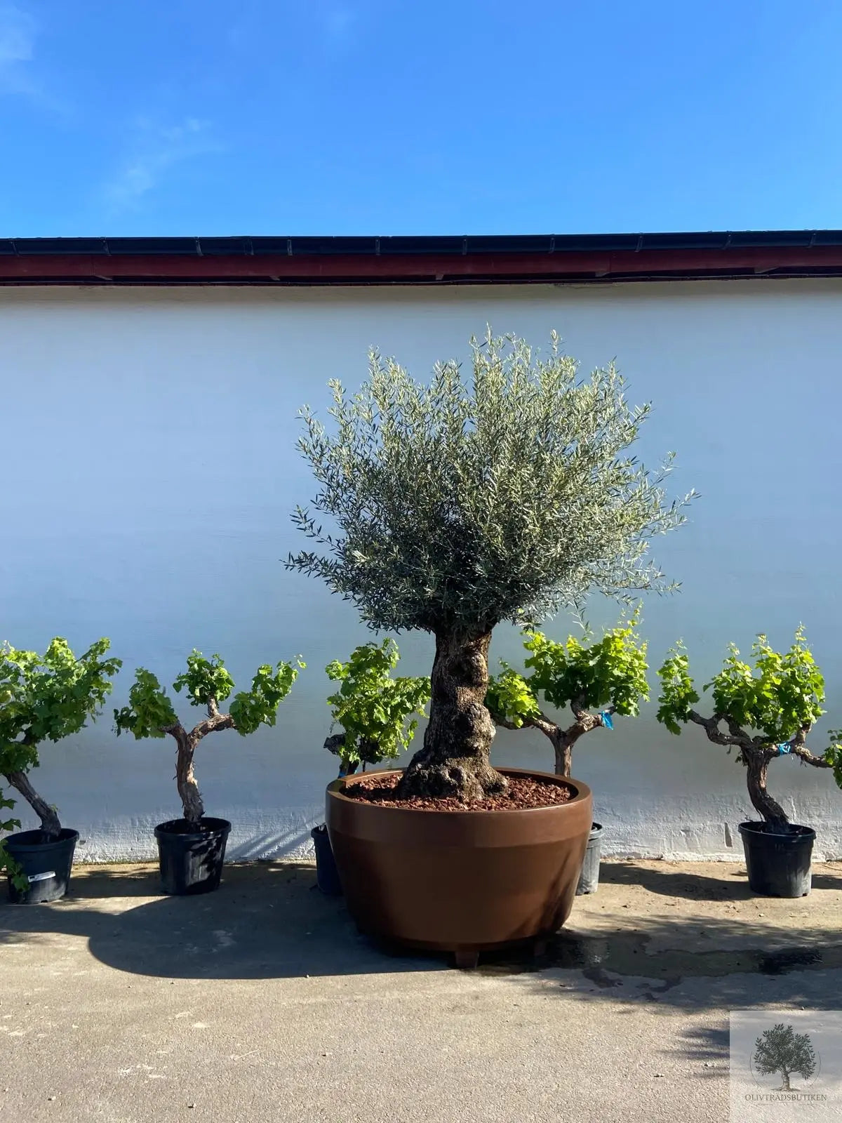 Vinstokk - 30 år - 150 cm høyde - 30 cm stamme - 100 cm krone Olive Tree Shop