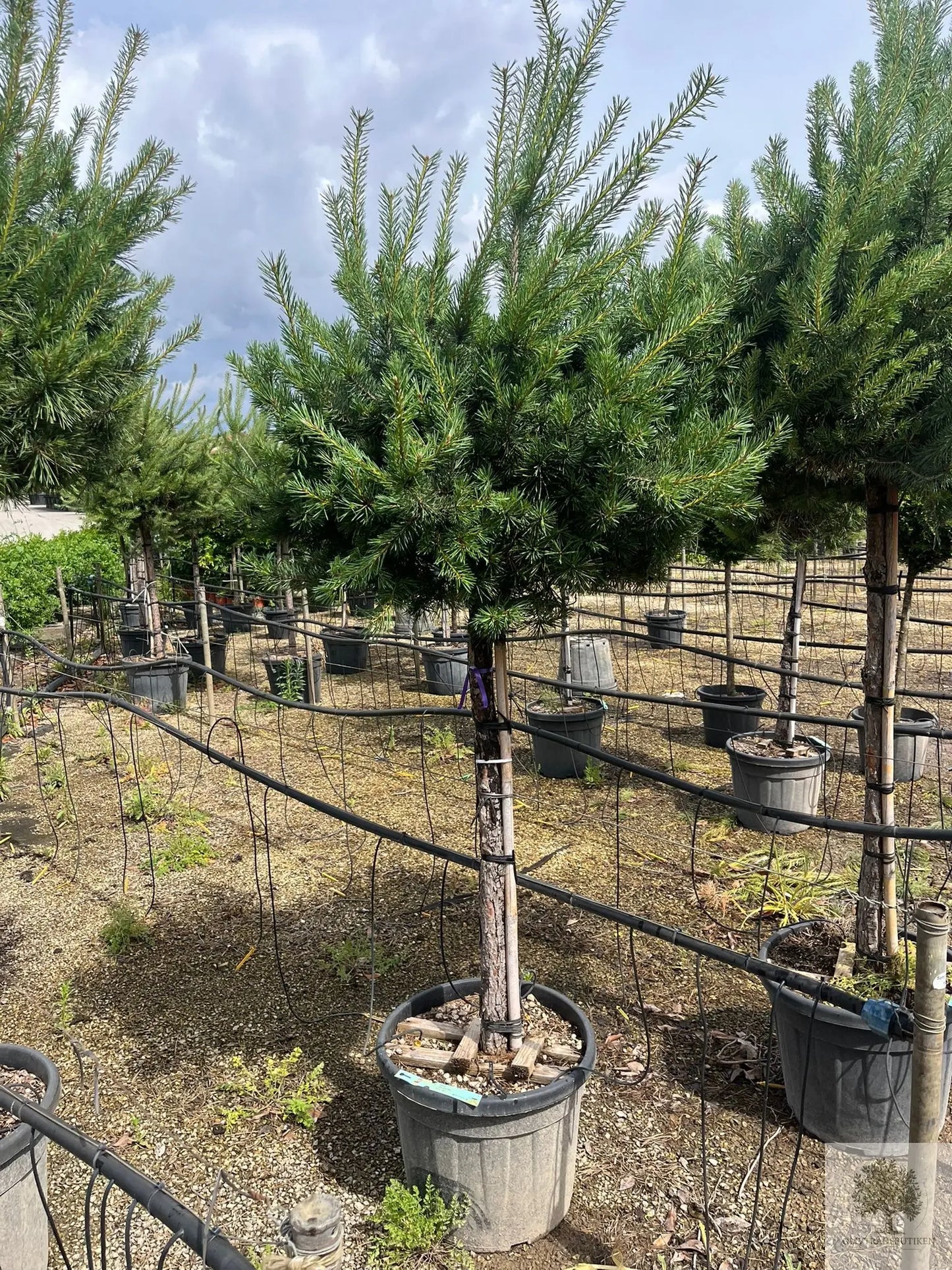Dvärgtall tålig barrväxt - Pinus Silvestris Watereri - trädformat 200 cm