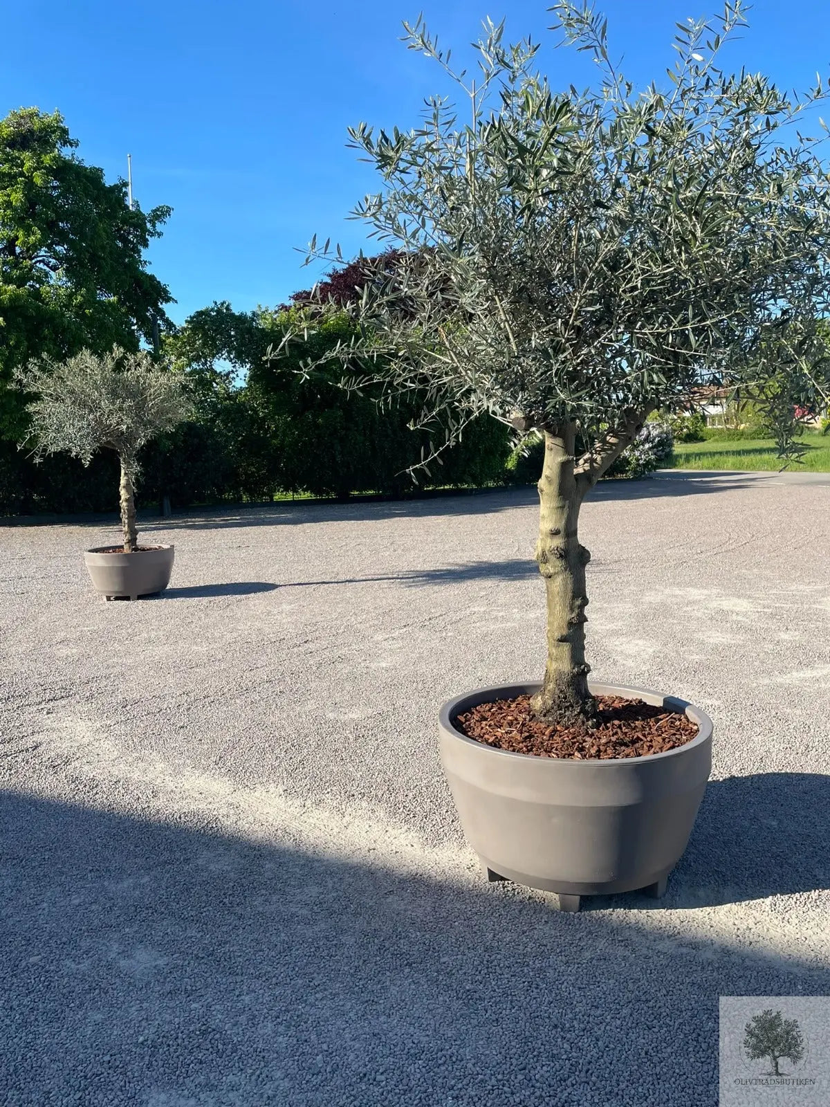 Oliventræ 60 år - 200 cm højde - 70 cm stamme - 140 cm krone Oliventræ Shop