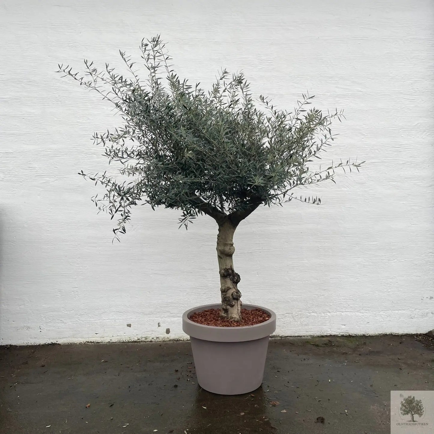 Oliventræ 60 år - 200 cm højde - 70 cm stamme - 140 cm krone Oliventræ Shop