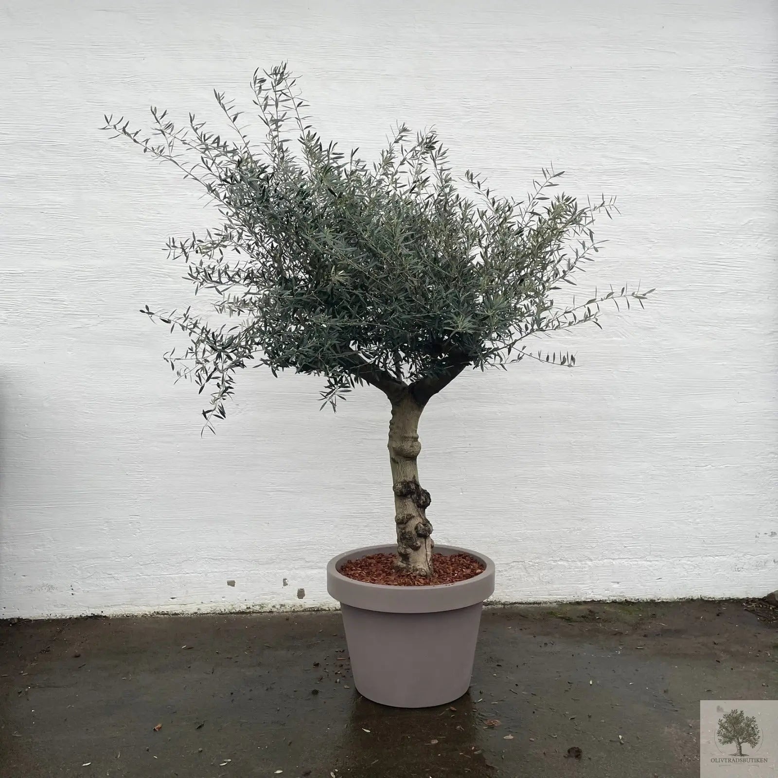 Oliventræ 60 år - 200 cm højde - 70 cm stamme - 140 cm krone Oliventræ Shop