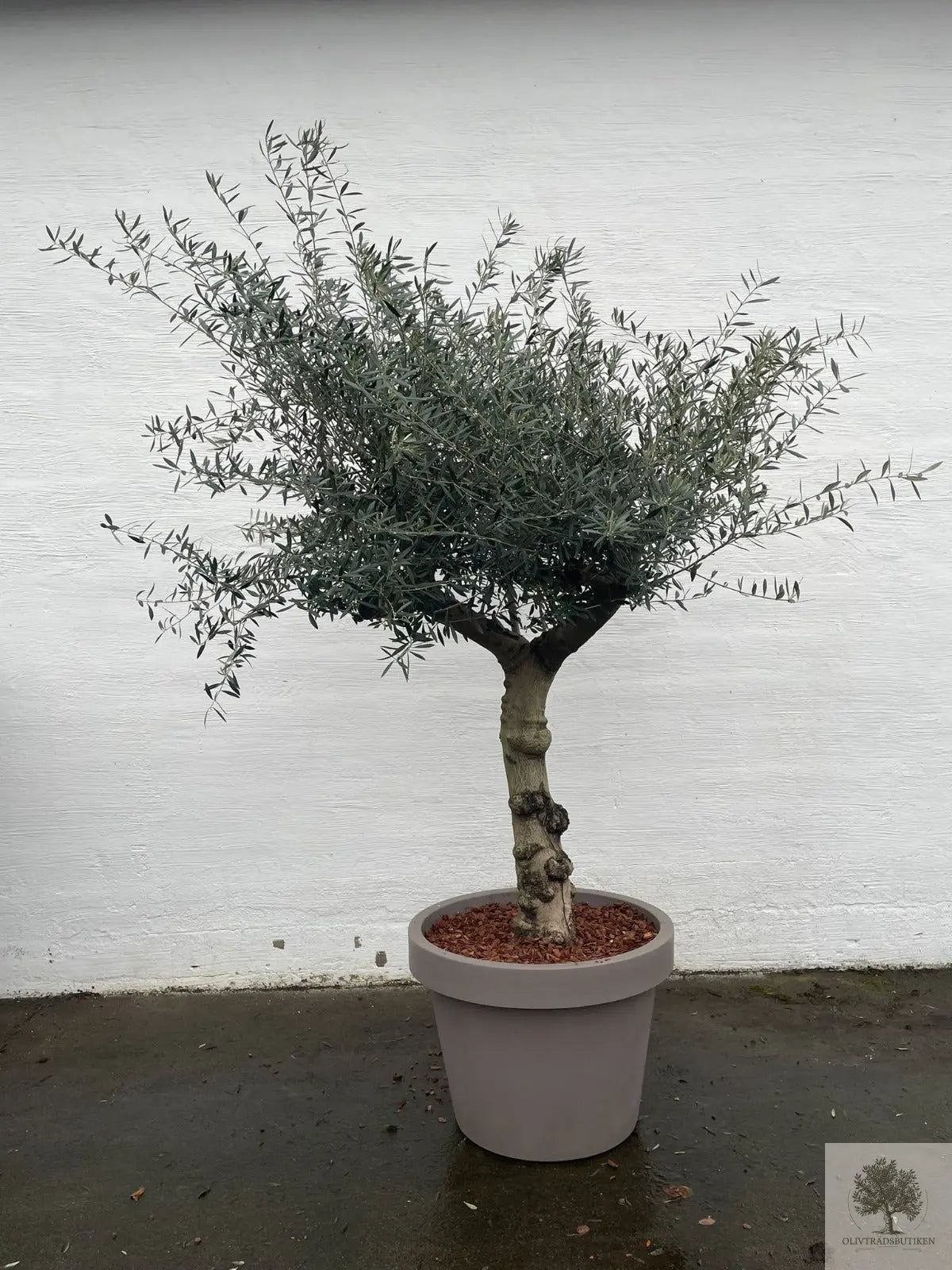 Oliventræ 60 år - 200 cm højde - 70 cm stamme - 140 cm krone Oliventræ Shop