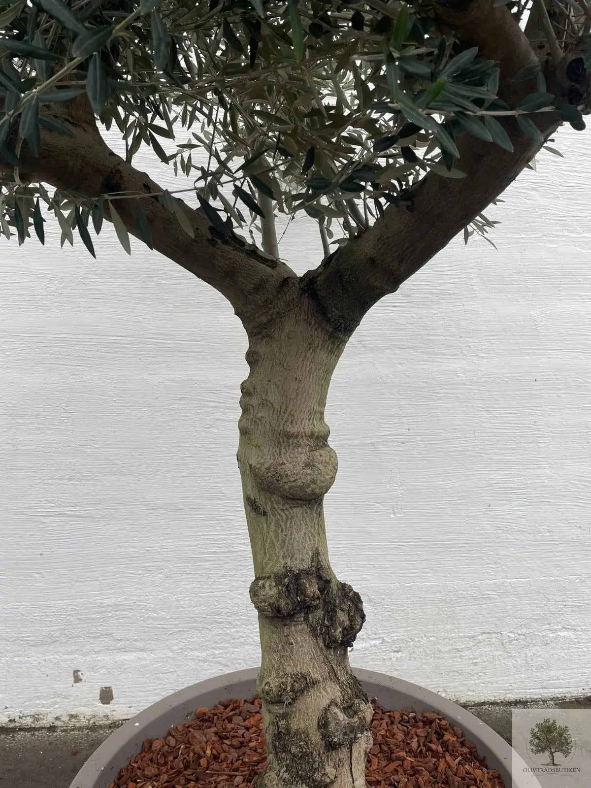 Oliventræ 60 år - 200 cm højde - 70 cm stamme - 140 cm krone Oliventræ Shop