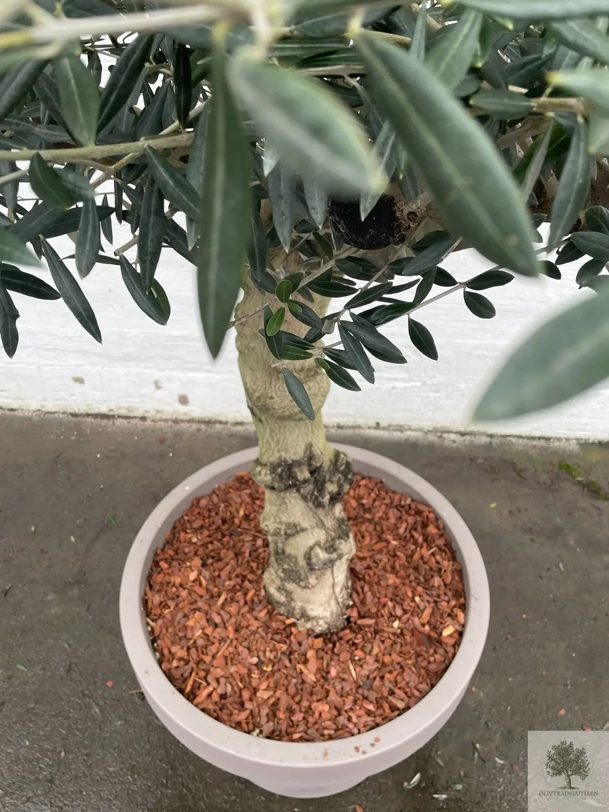 Oliventræ 60 år - 200 cm højde - 70 cm stamme - 140 cm krone Oliventræ Shop