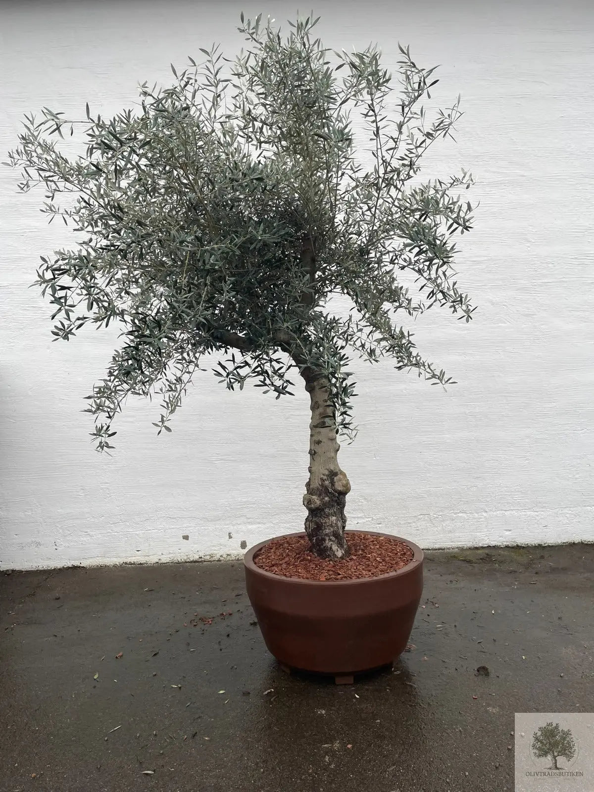 Oliventræ 60 år - 200 cm højde - 70 cm stamme - 140 cm krone Oliventræ Shop