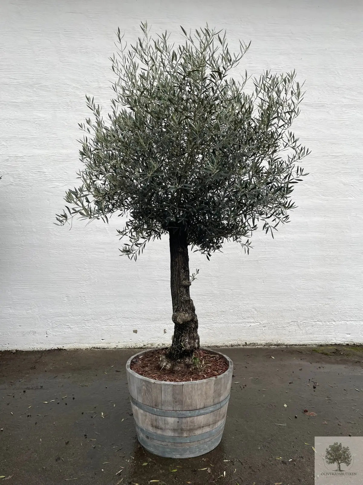 Oliventræ 60 år - 200 cm højde - 70 cm stamme - 140 cm krone Oliventræ Shop