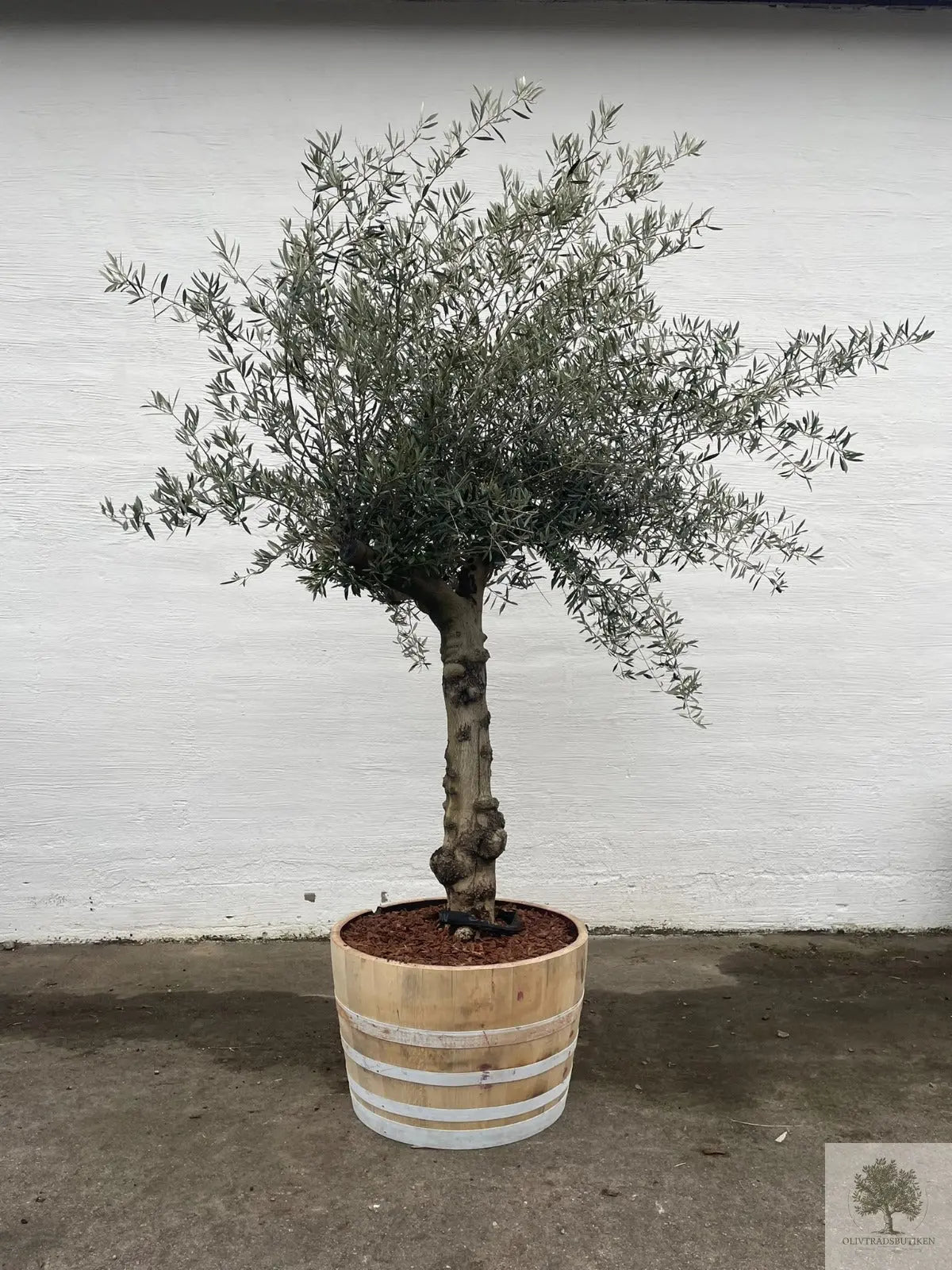 Oliventræ 60 år - 200 cm højde - 70 cm stamme - 140 cm krone Oliventræ Shop