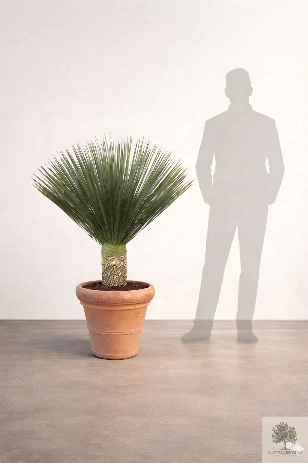 Yucca Rostrata - Palmlilja - 150cm hög