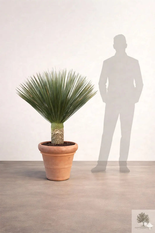 Yucca Rostrata - Palmlilja - 150cm hög