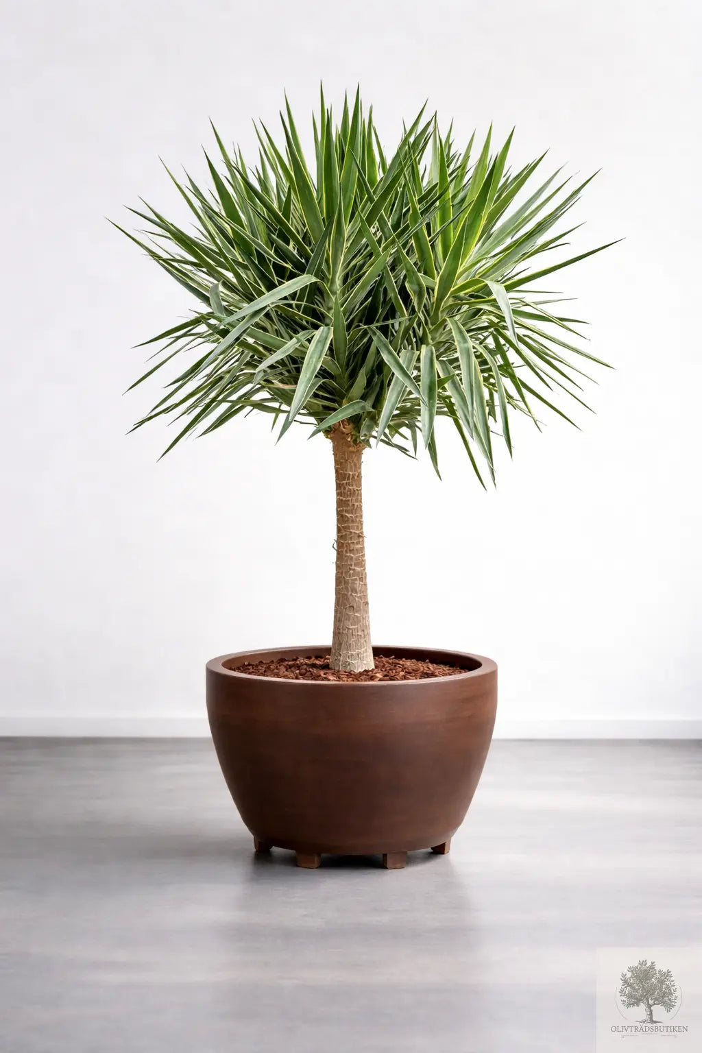 Yucca - Jättepalmlilja - hög stam - inomhus