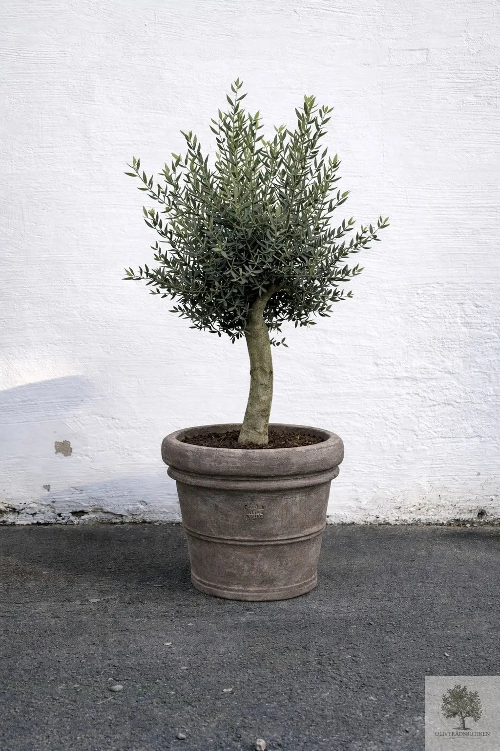 Olivträd 20 år - 180 cm höjd - 35 cm stam - 60 cm krona Olivträdsbutiken