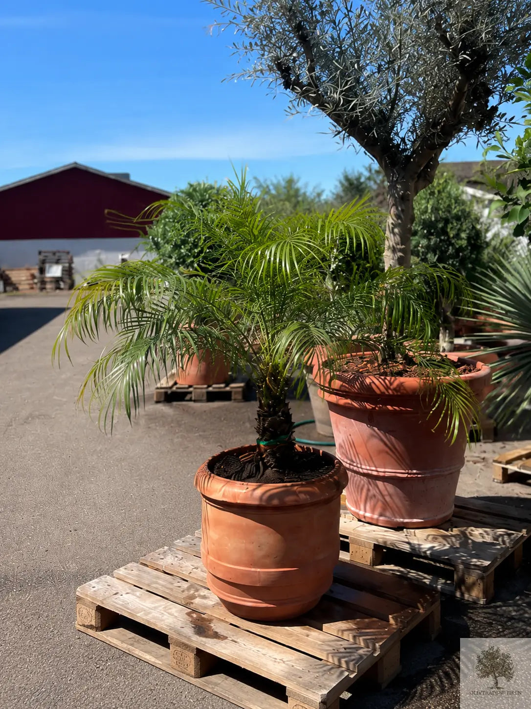 Phoenix roebelenii – Elegant dvärgdadelpalm för hem och kontor