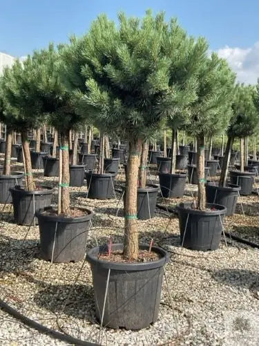 Japansk lönn rödbladig - stort exemplar - Acer palmatum atropurpureum - 175 cm (kopia) Olivträdsbutiken