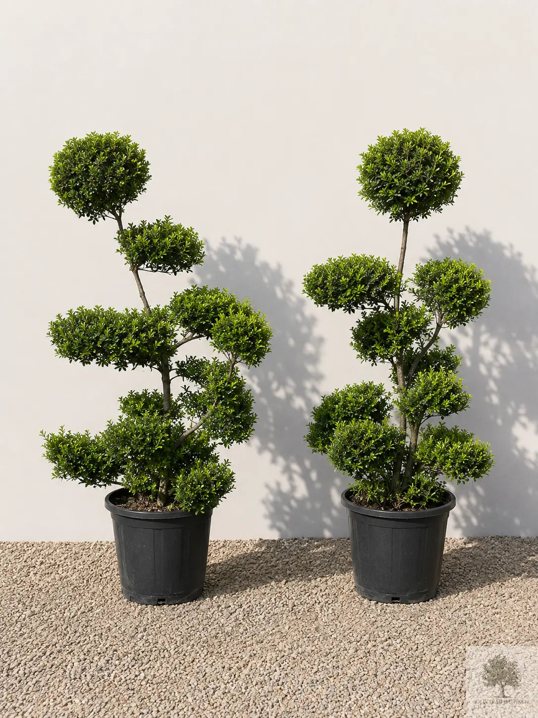 Japansk järnek – Ilex crenata – formklippt 140 cm