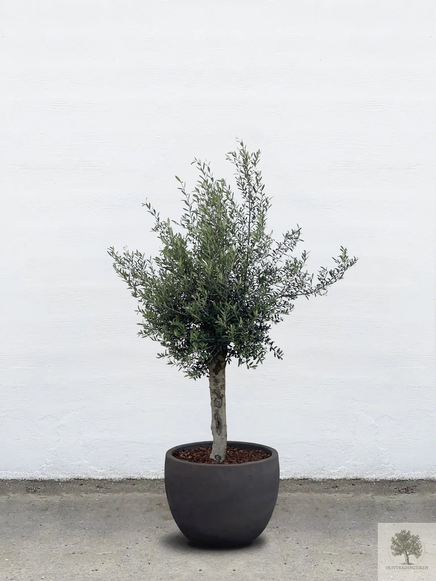 Olivträd 20 år - 200 cm höjd - 35 cm stam - 70 cm krona Olivträdsbutiken