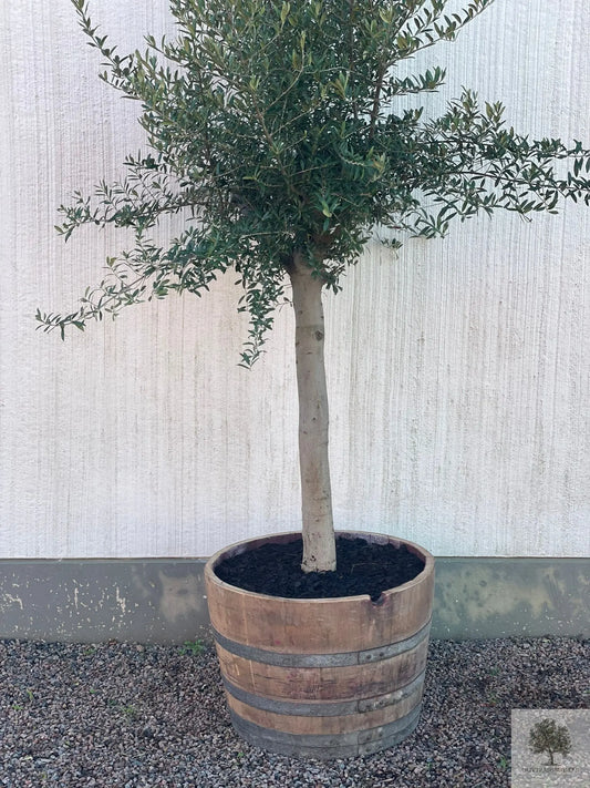 Olivträd 30 år planterat i vintunna Olivträdsbutiken
