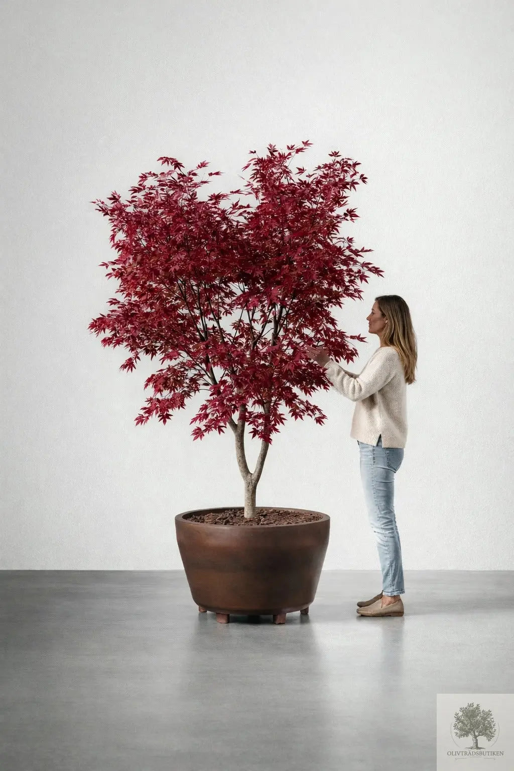 Japansk lönn rödbladig - stort exemplar - Acer palmatum Fireglow - 220 cm Olivträdsbutiken