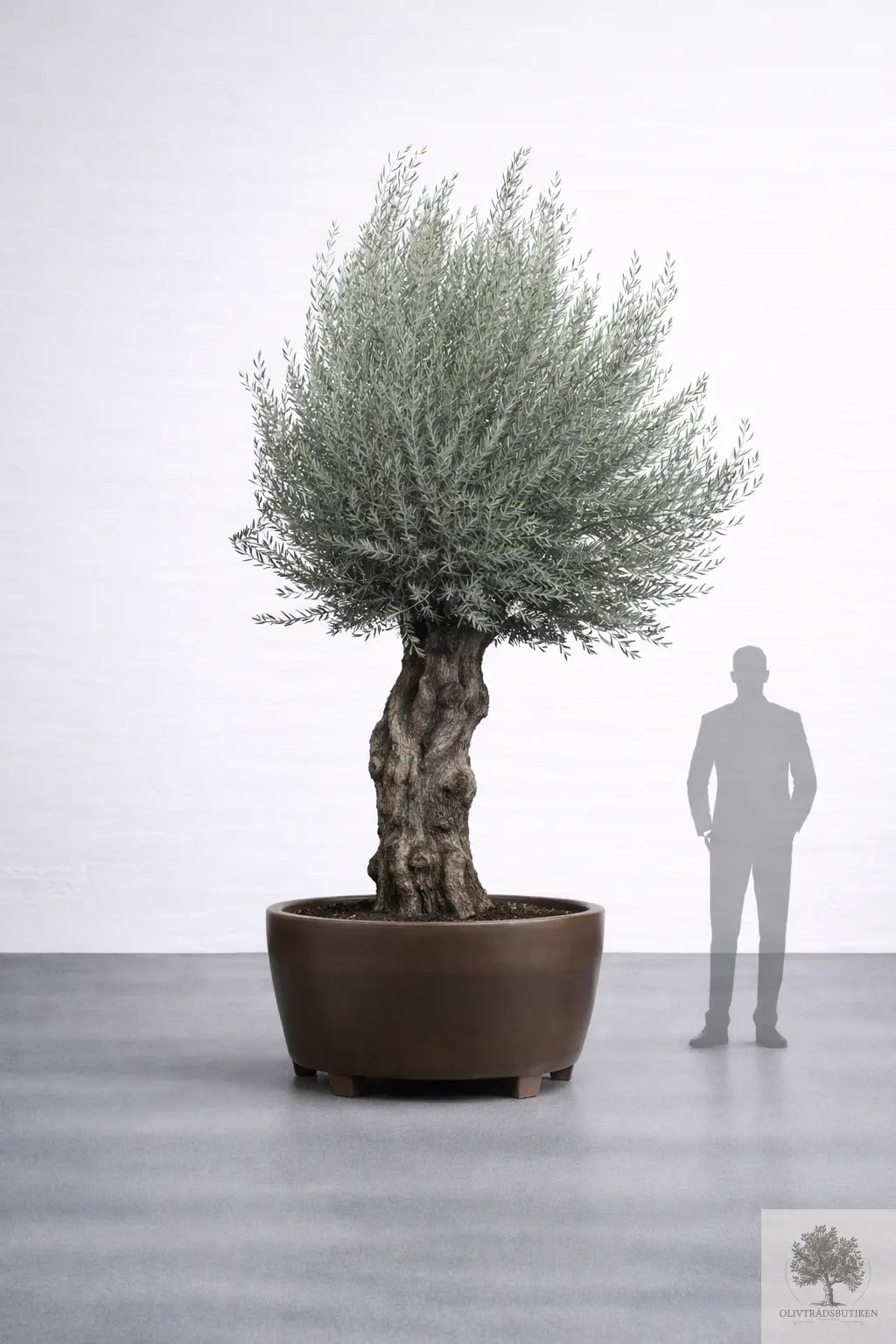 Olivträd 150 år - 340 cm höjd - 120 cm stam - 150 cm krona Olivträdsbutiken