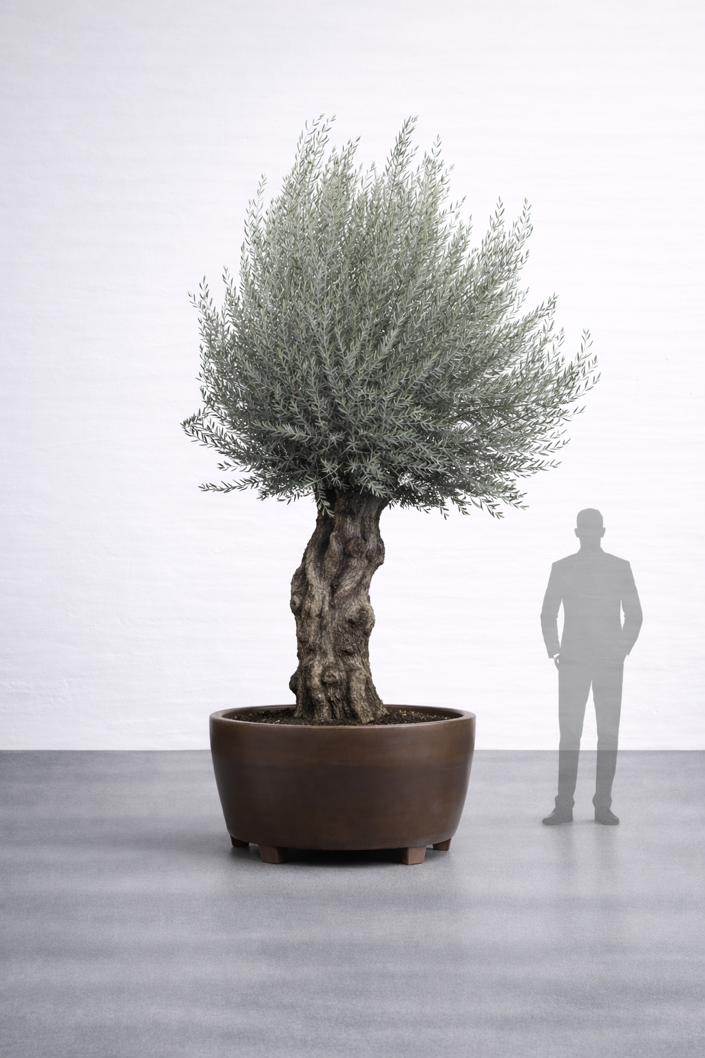 Olivträd 150 år - 340 cm höjd - 120 cm stam - 150 cm krona