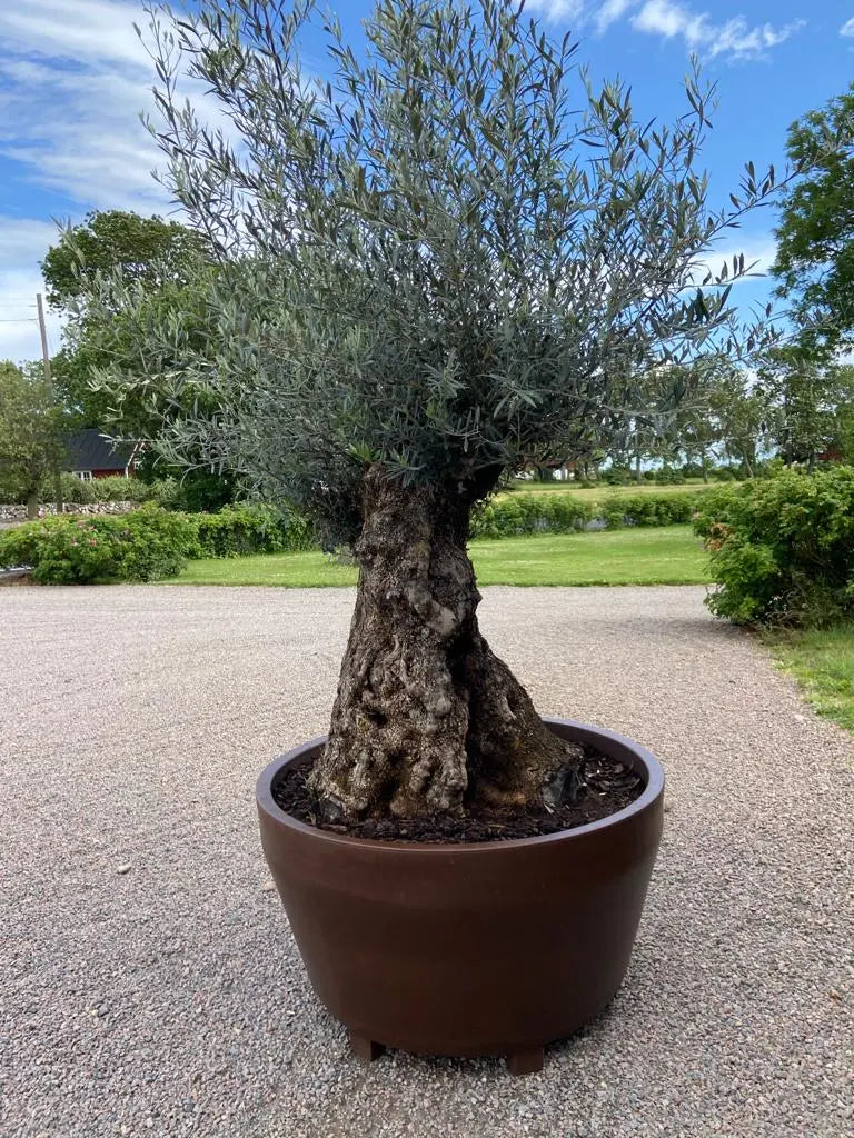 Oliventræ Olea Europaea 200 år - Bonsai Large Olivträdsbutiken