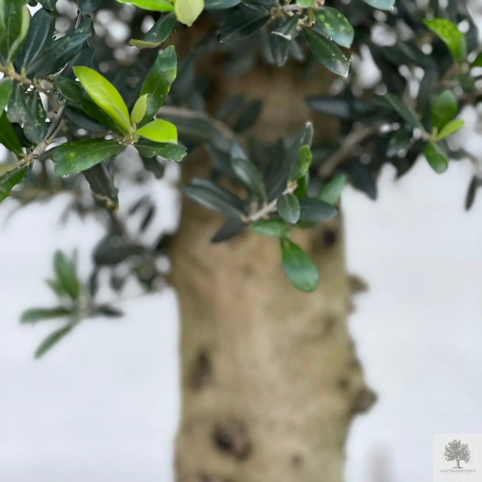 Tre oliventræer plantet i halve vintønder Olive Tree Shop