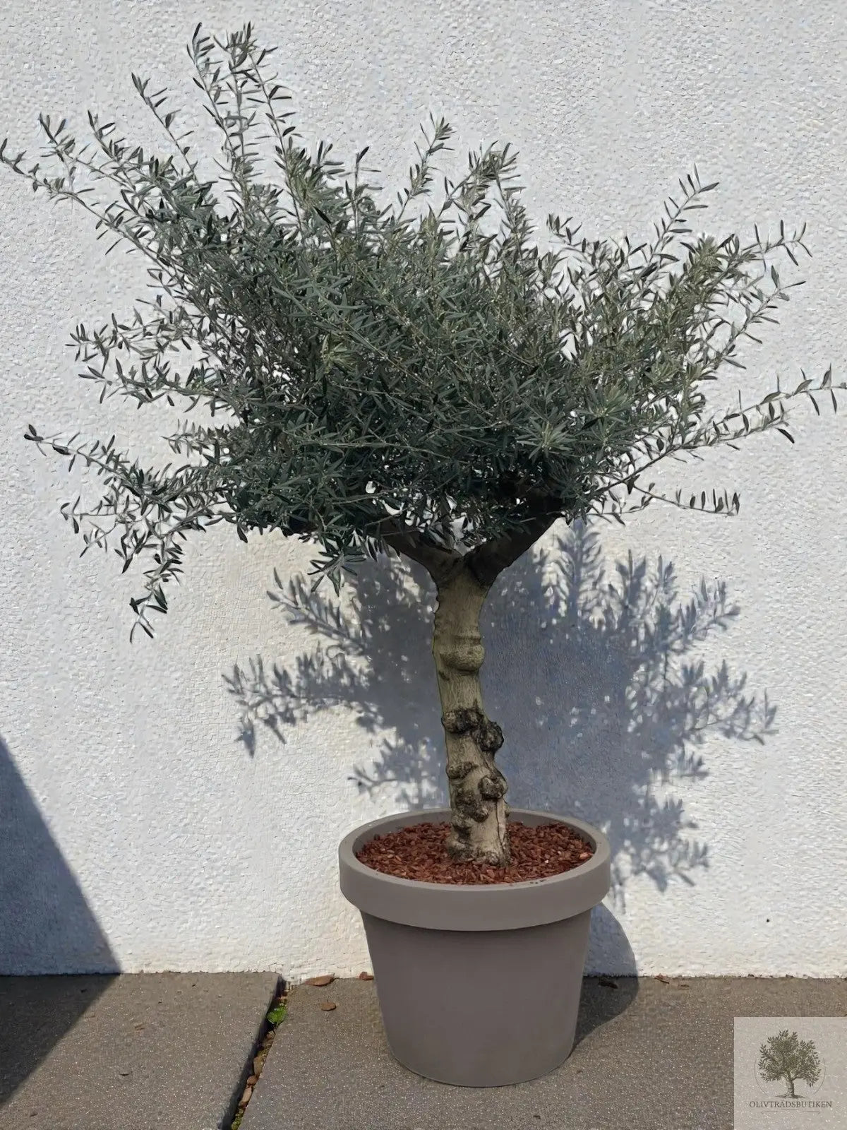 Olivträd 50 år - 250 cm höjd - 70 cm stam - 150 cm krona Olivträdsbutiken