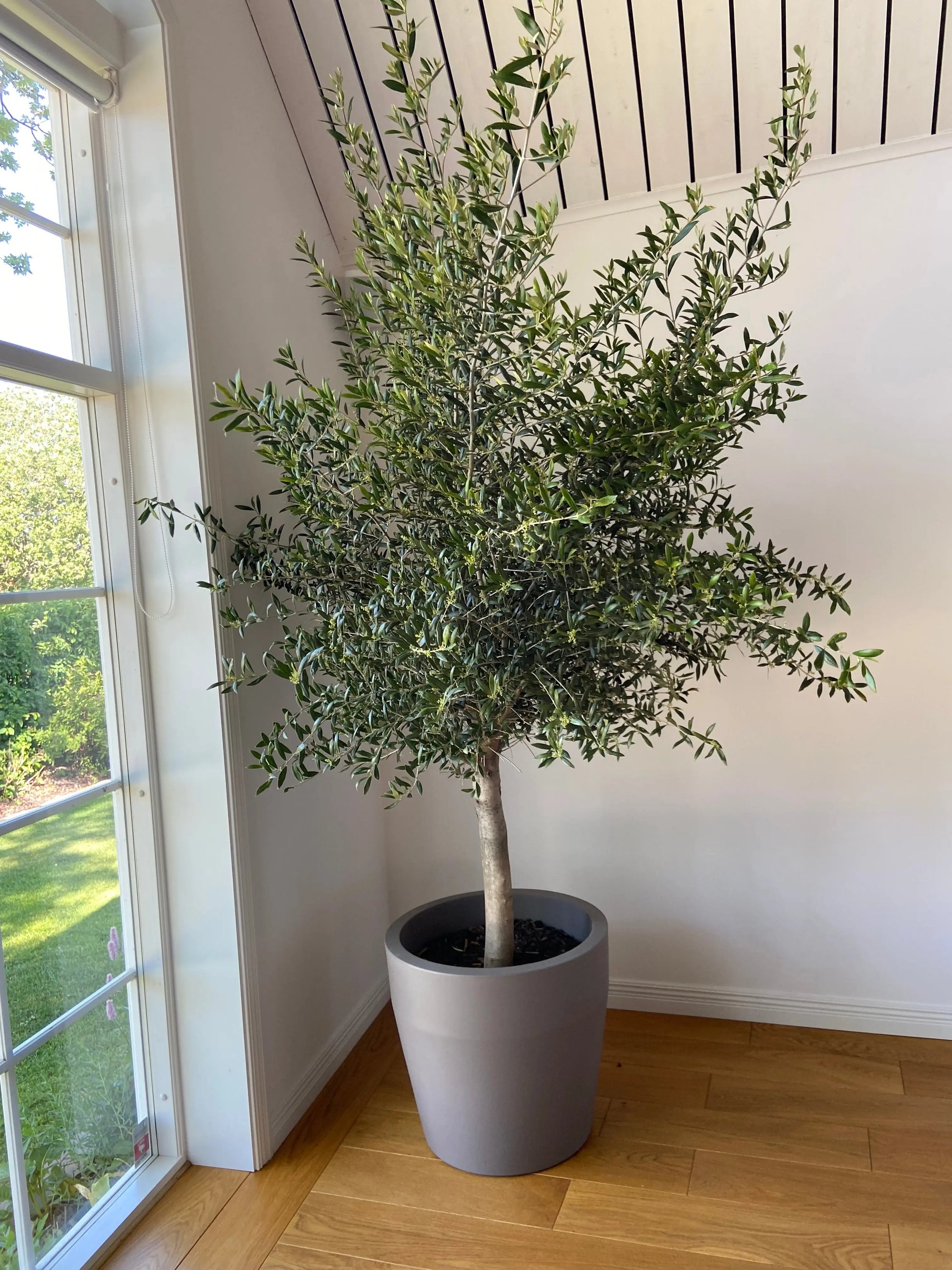 Oliventræ Olea Europaea 8 år - Lille Olivträdsbutiken