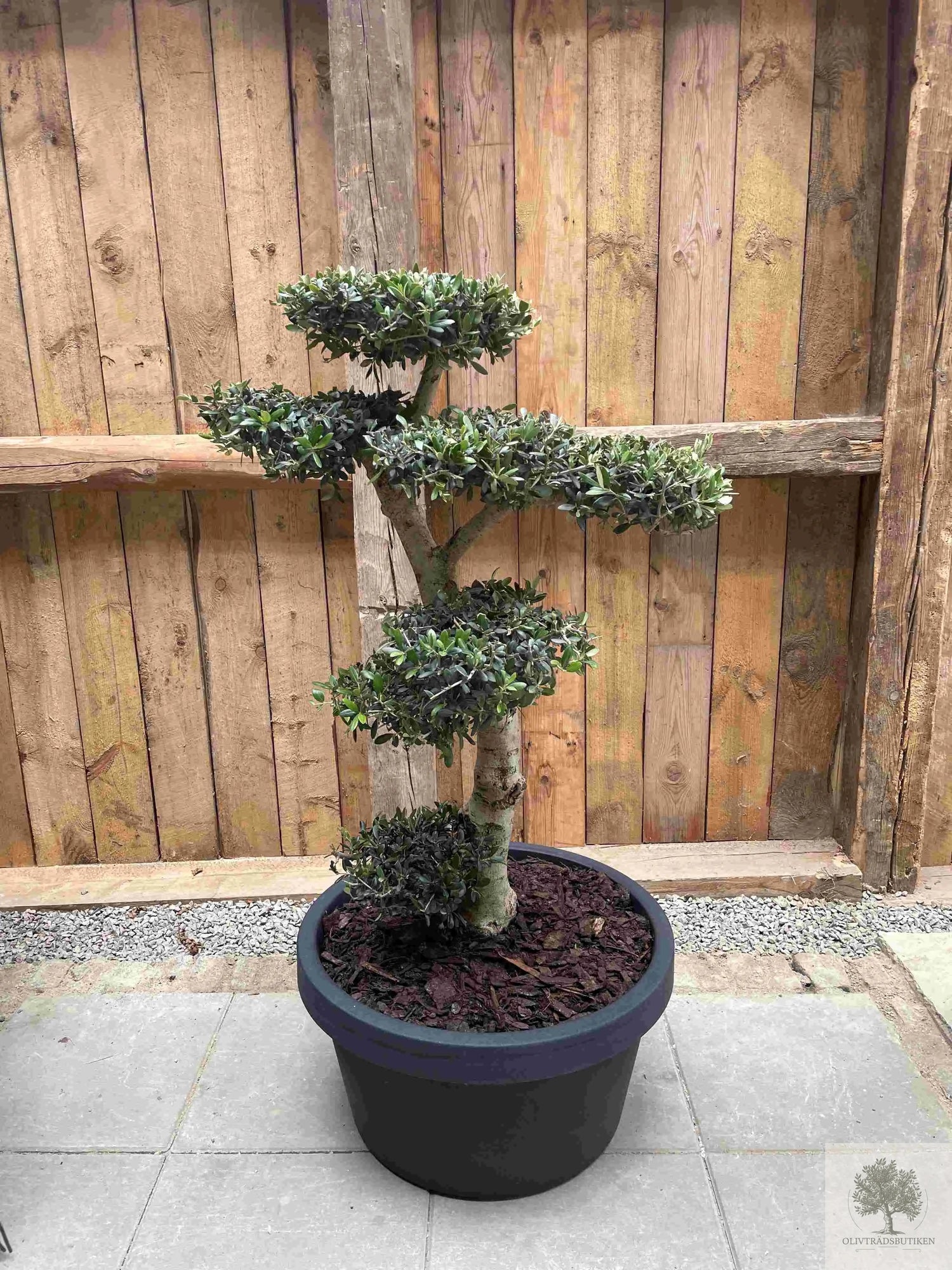 Planting av trær i potter Small Olive Tree Shop