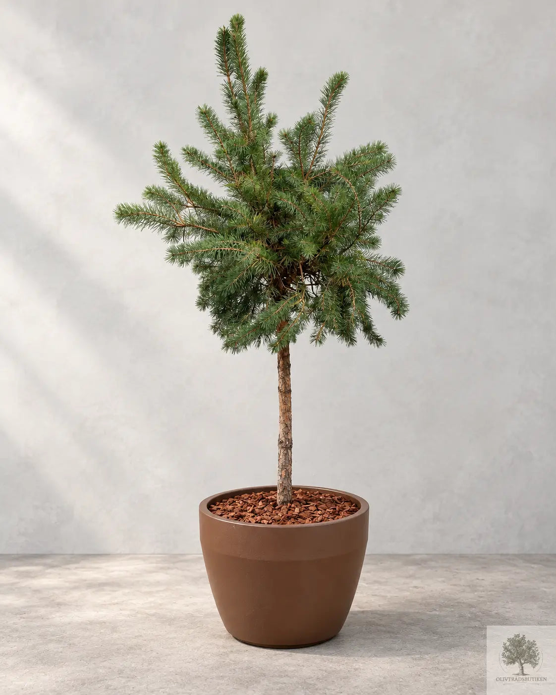 Pinus sylvestris Watereri på stam, cirka 2 meter