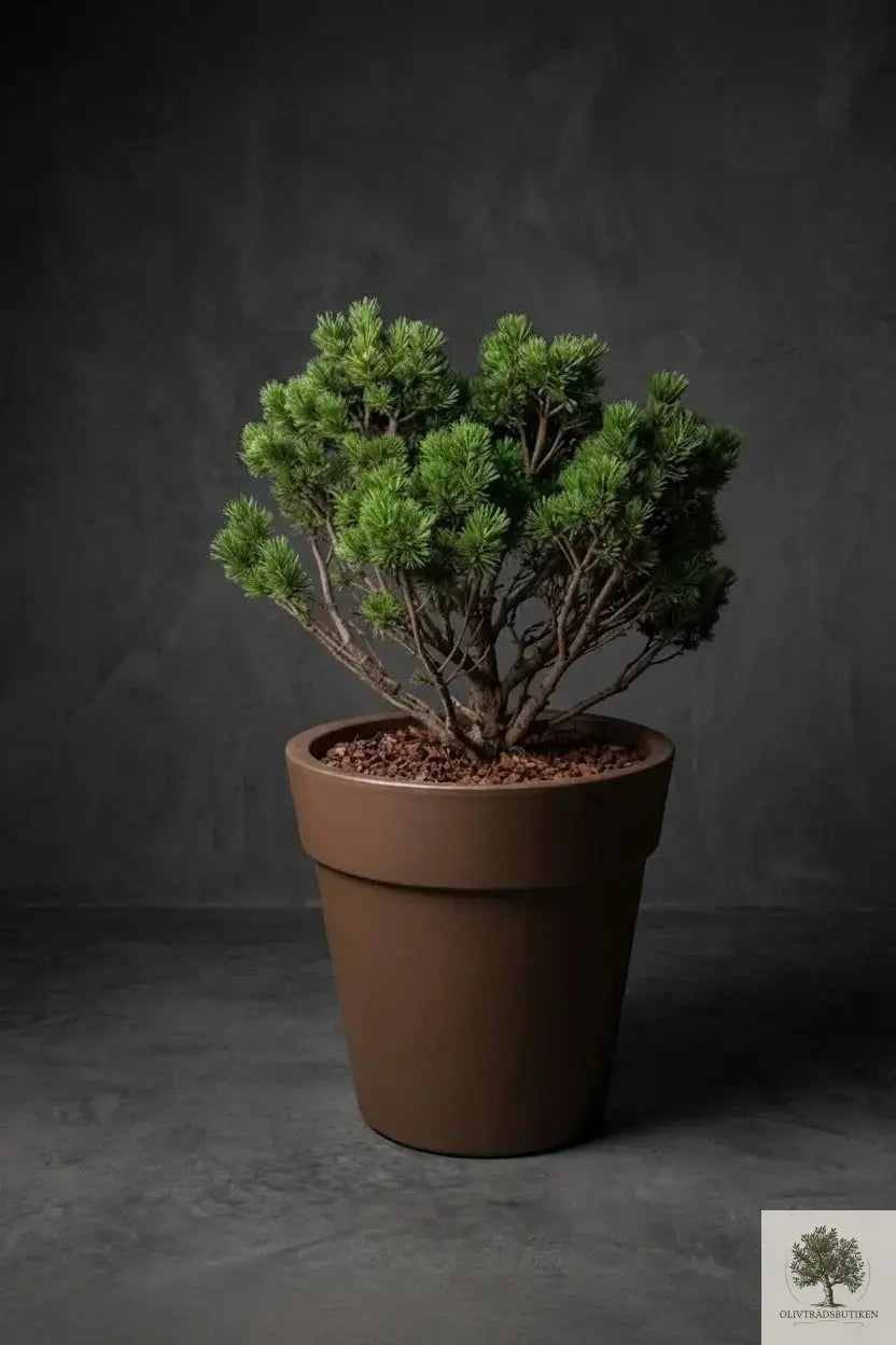 Nåletræ – Pinus Mugo – 140 cm
