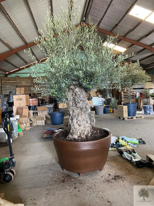 Plantning af træer i potter Store Olivträdsbutiken