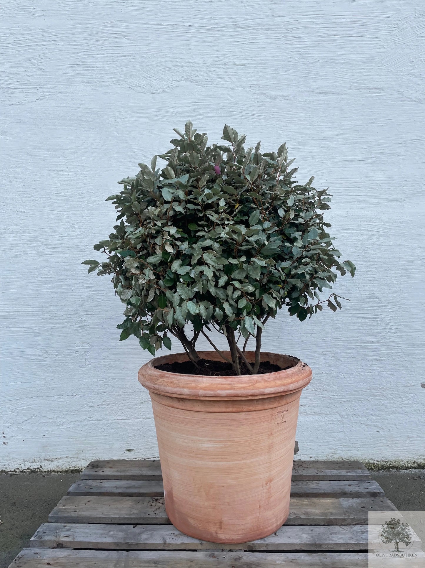 Silverbuske - Elaeagnus Ebbingei - Flerstammig 140
