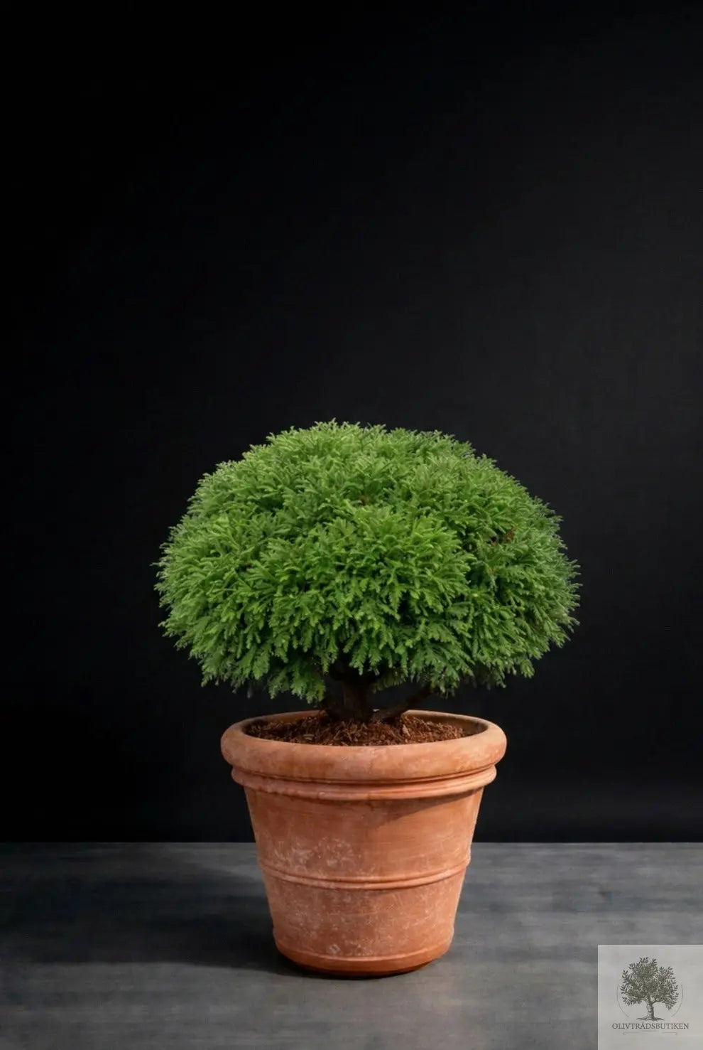 Kruka Terrakotta - Siena -  51 cm diameter - 45 cm höjd Olivträdsbutiken