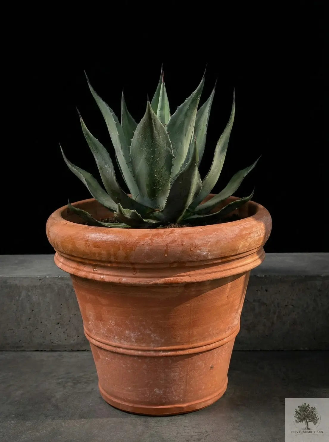 Kruka Terrakotta - Siena -  40 cm diameter - 35 cm höjd Olivträdsbutiken