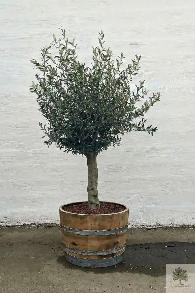 Olivträd 20 år - 180 cm höjd - 35 cm stam - 60 cm krona Olivträdsbutiken