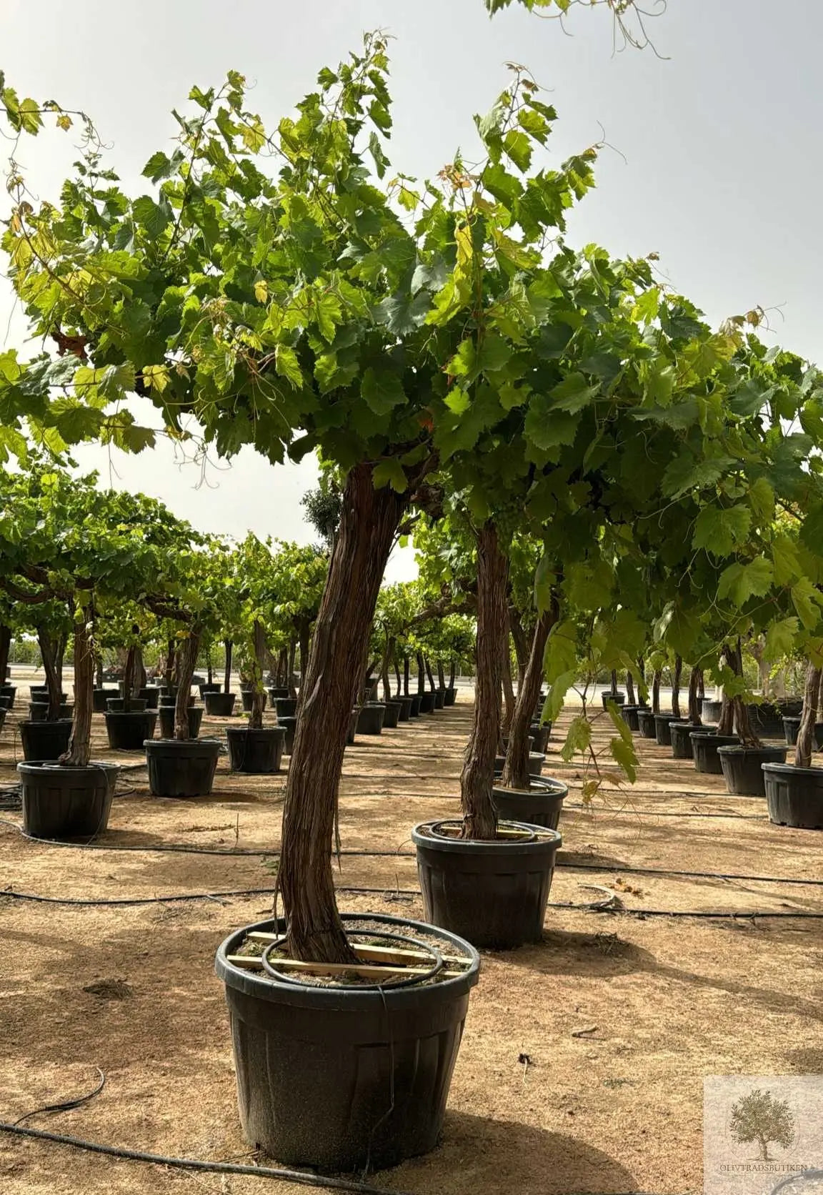 Vinranka - 30 år - 150 cm höjd - 30 cm stam - 100 cm krona Olivträdsbutiken